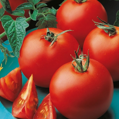 Picture of Organic Tomato Matina